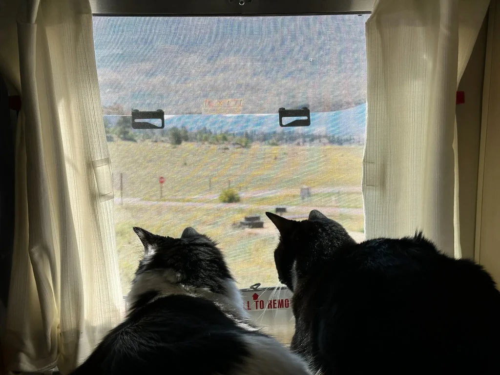 Frankie & Willow watch intently an unknown…thing.